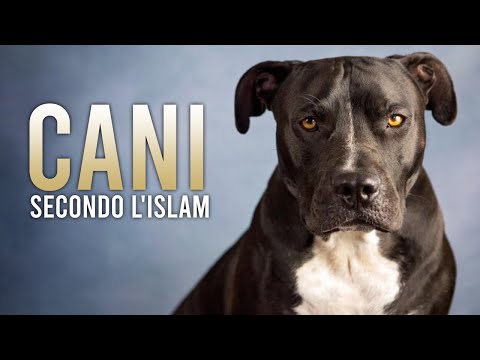 I CANI [Secondo l’Islam] ᴴᴰ